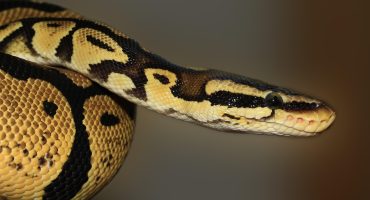 通义千问代码生成实测截图，展示Python代码输出与注释规范，背景为深色代码编辑器风格